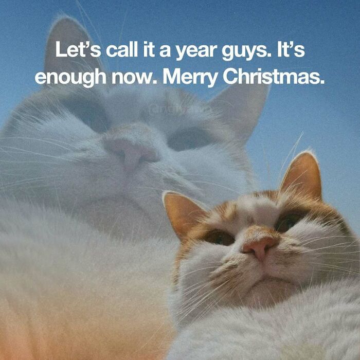 89 Relatable Cat Memes That Might Make You Say &ldquo;Honestly, Same&rdquo;