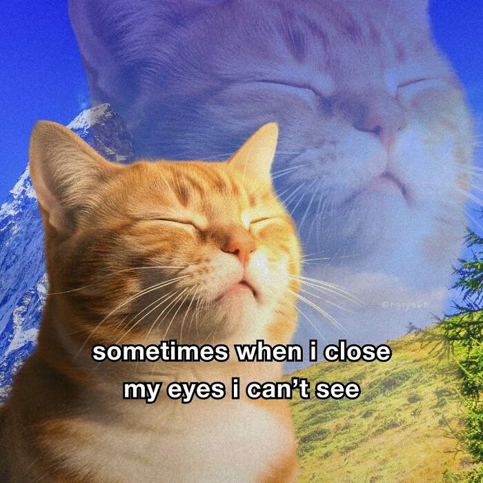 89 Relatable Cat Memes That Might Make You Say &ldquo;Honestly, Same&rdquo;