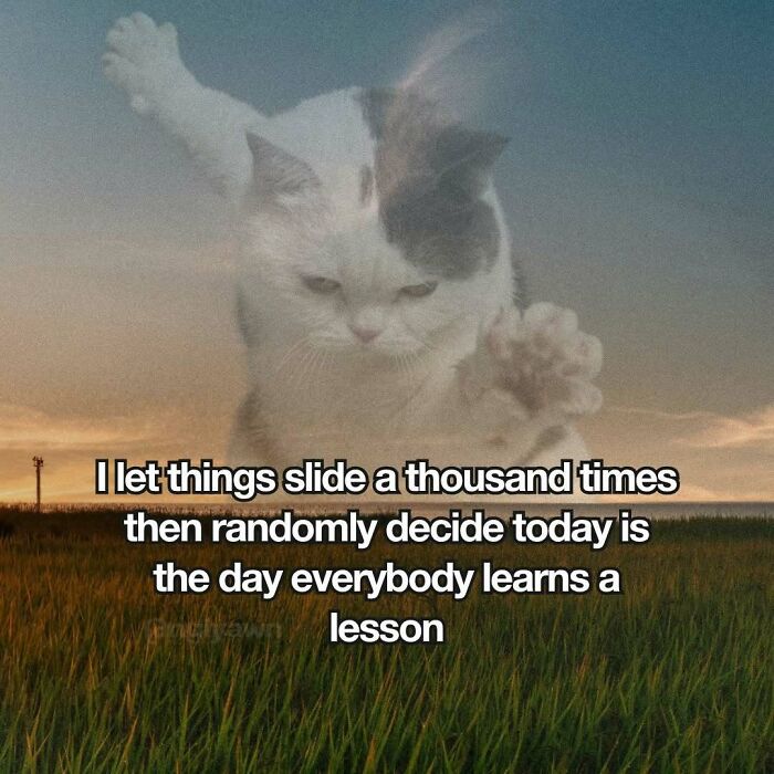 89 Relatable Cat Memes That Might Make You Say &ldquo;Honestly, Same&rdquo;