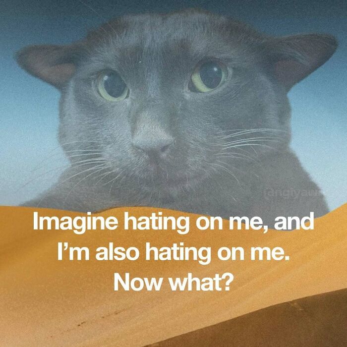 89 Relatable Cat Memes That Might Make You Say &ldquo;Honestly, Same&rdquo;