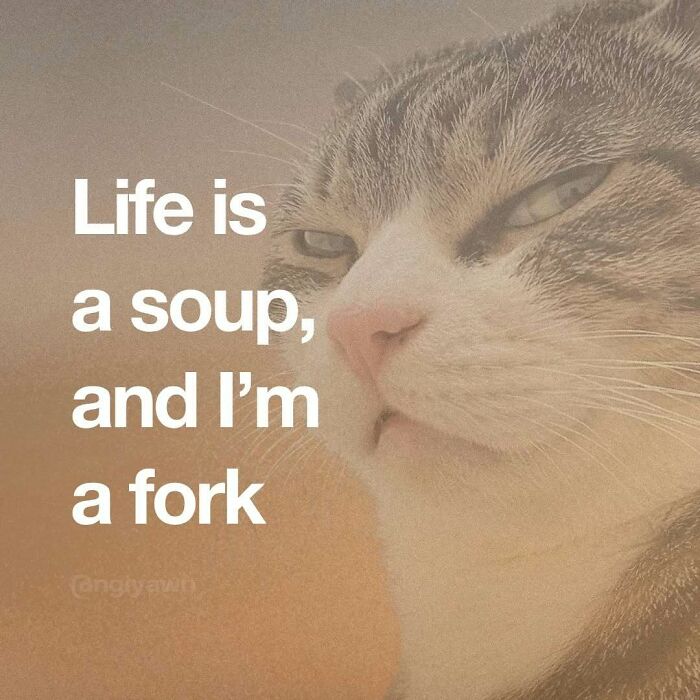 89 Relatable Cat Memes That Might Make You Say &ldquo;Honestly, Same&rdquo;