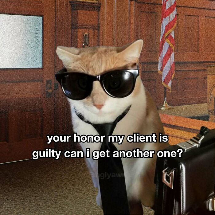 89 Relatable Cat Memes That Might Make You Say &ldquo;Honestly, Same&rdquo;