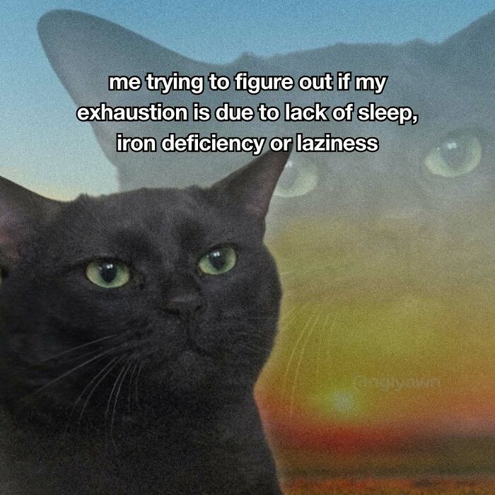 89 Relatable Cat Memes That Might Make You Say &ldquo;Honestly, Same&rdquo;