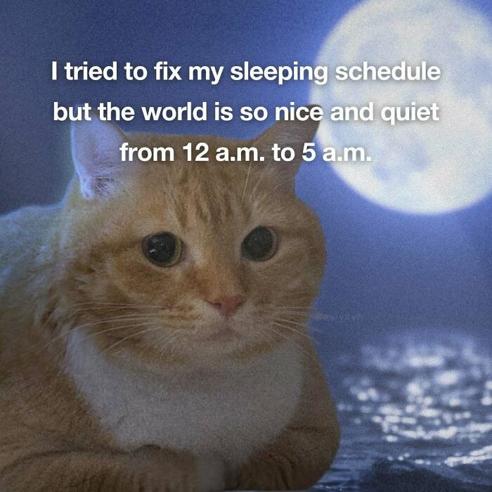 89 Relatable Cat Memes That Might Make You Say &ldquo;Honestly, Same&rdquo;