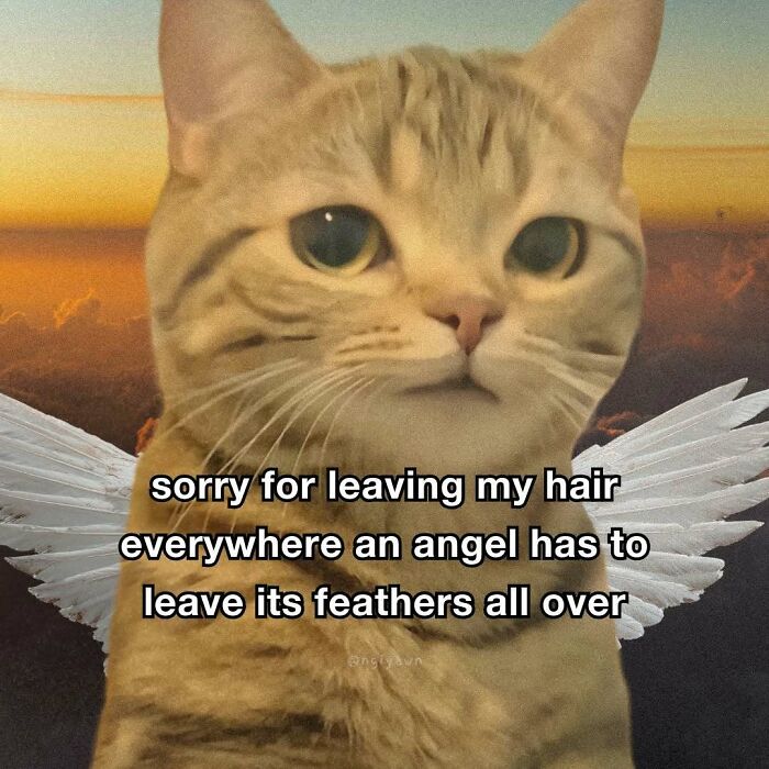 89 Relatable Cat Memes That Might Make You Say &ldquo;Honestly, Same&rdquo;
