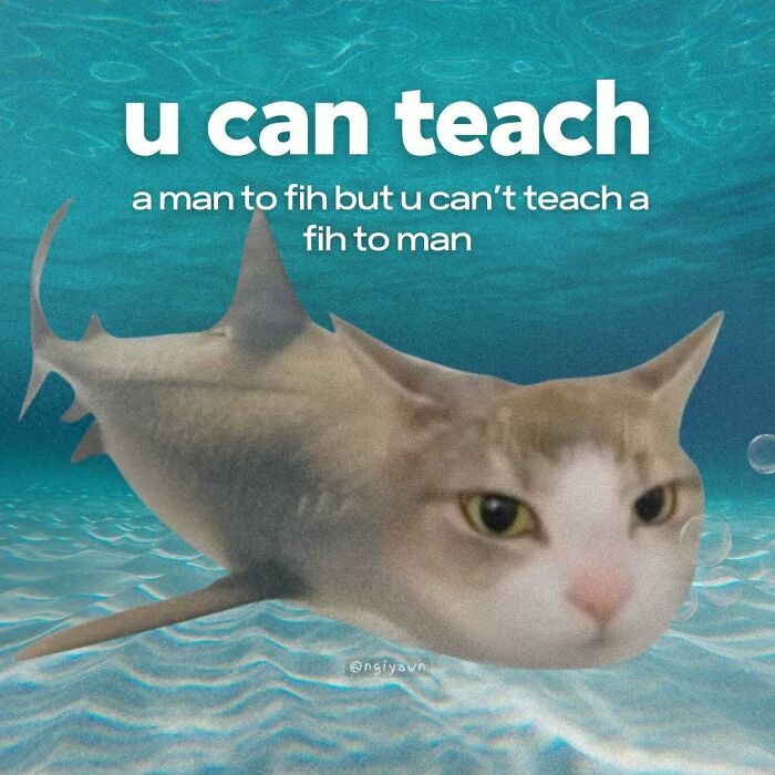 89 Relatable Cat Memes That Might Make You Say &ldquo;Honestly, Same&rdquo;