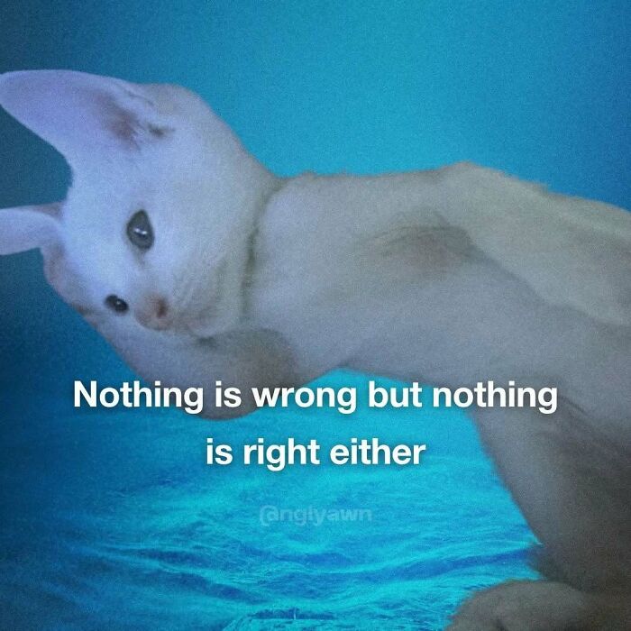 89 Relatable Cat Memes That Might Make You Say &ldquo;Honestly, Same&rdquo;