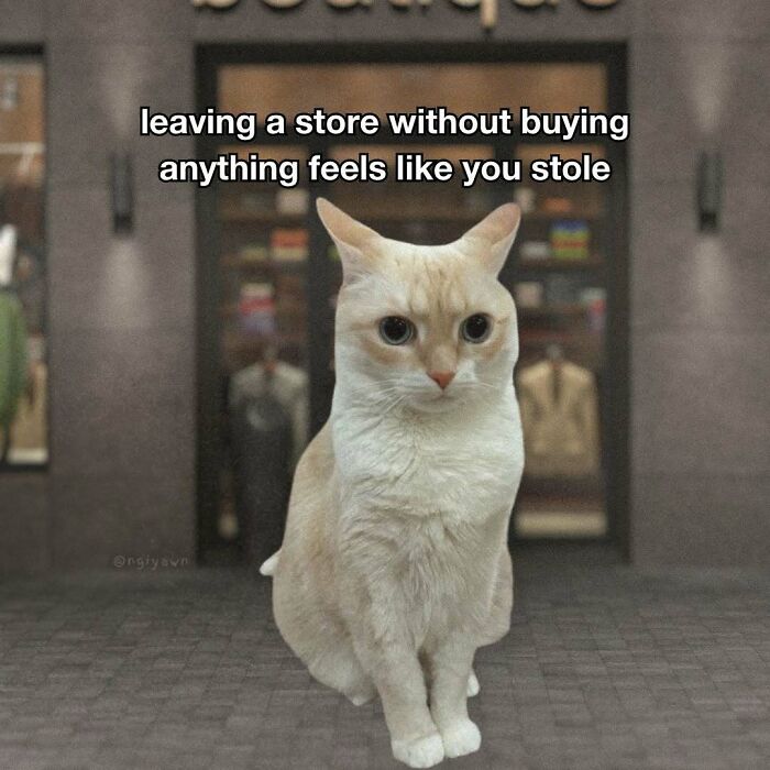 89 Relatable Cat Memes That Might Make You Say &ldquo;Honestly, Same&rdquo;