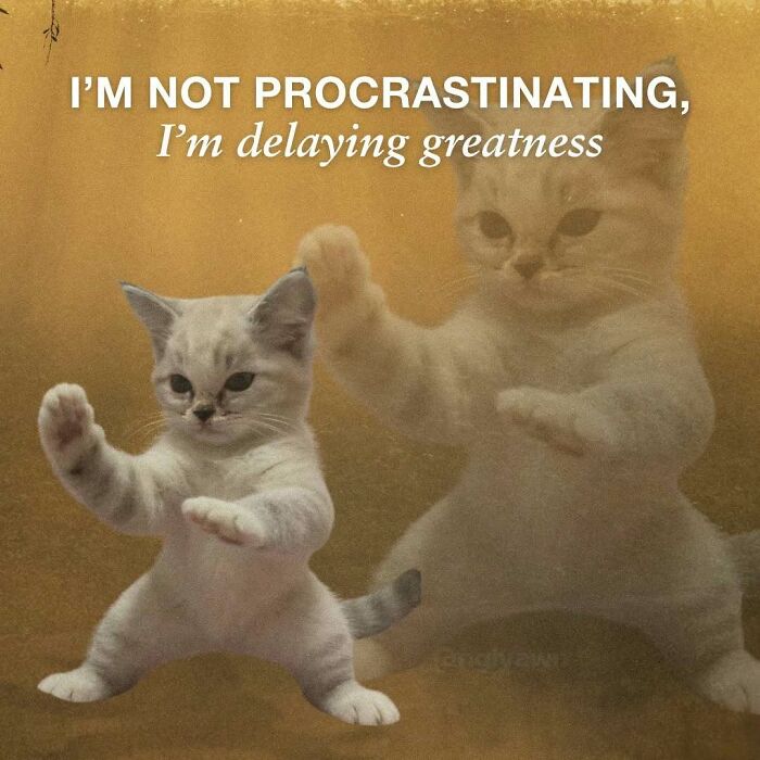 89 Relatable Cat Memes That Might Make You Say &ldquo;Honestly, Same&rdquo;