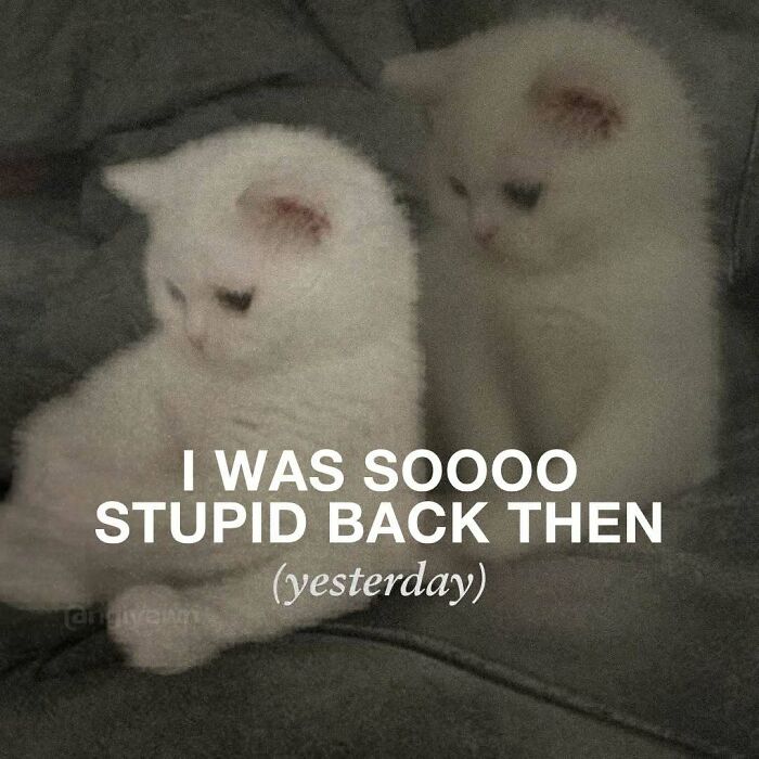 89 Relatable Cat Memes That Might Make You Say &ldquo;Honestly, Same&rdquo;