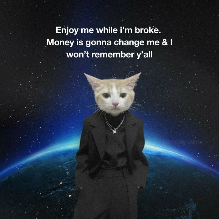 89 Relatable Cat Memes That Might Make You Say &ldquo;Honestly, Same&rdquo;