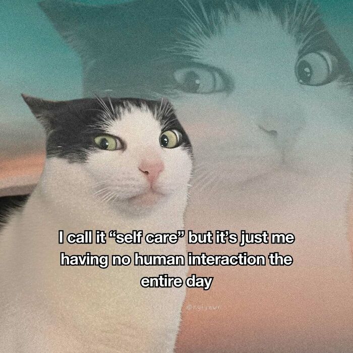 89 Relatable Cat Memes That Might Make You Say &ldquo;Honestly, Same&rdquo;