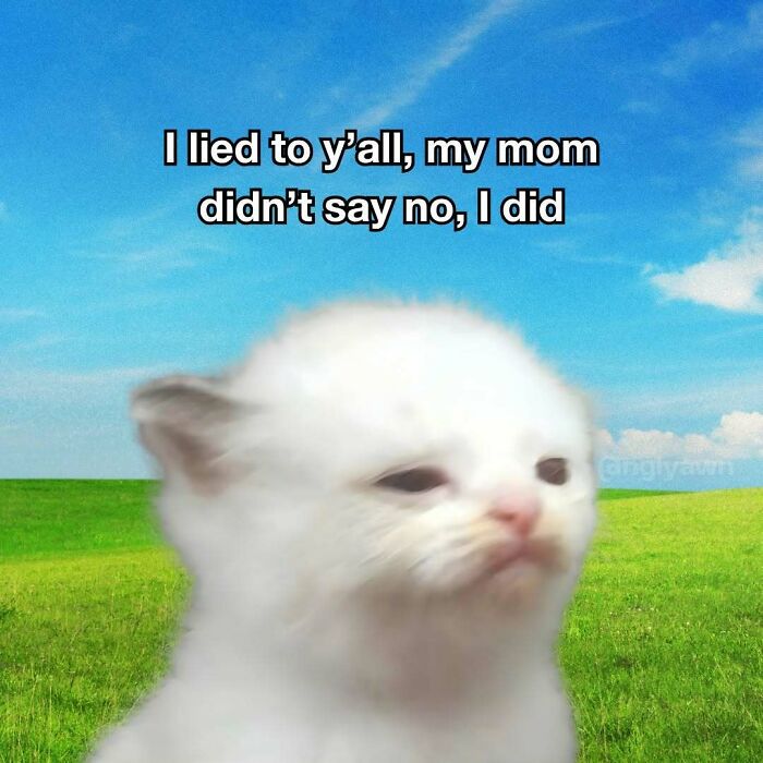 89 Relatable Cat Memes That Might Make You Say &ldquo;Honestly, Same&rdquo;