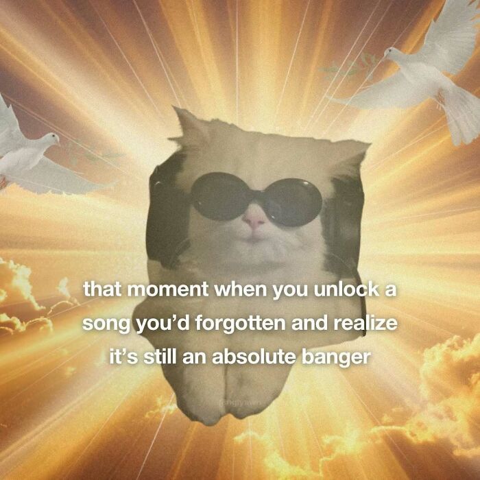 89 Relatable Cat Memes That Might Make You Say &ldquo;Honestly, Same&rdquo;