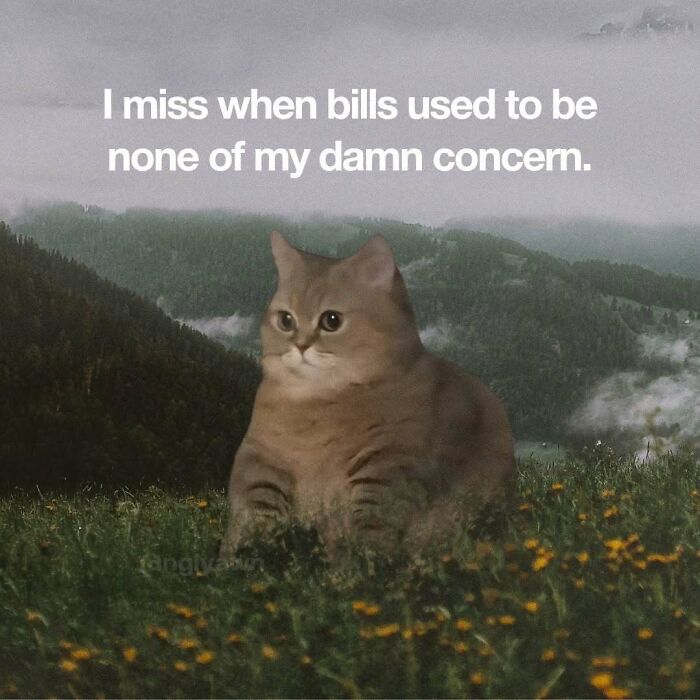 89 Relatable Cat Memes That Might Make You Say &ldquo;Honestly, Same&rdquo;