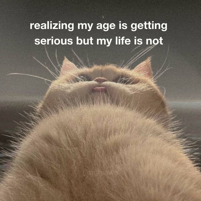 89 Relatable Cat Memes That Might Make You Say &ldquo;Honestly, Same&rdquo;