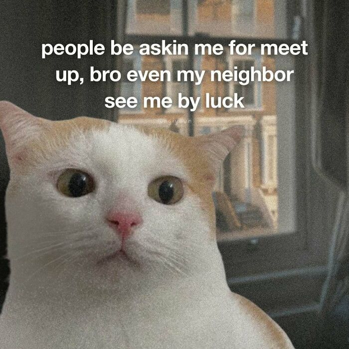 89 Relatable Cat Memes That Might Make You Say &ldquo;Honestly, Same&rdquo;
