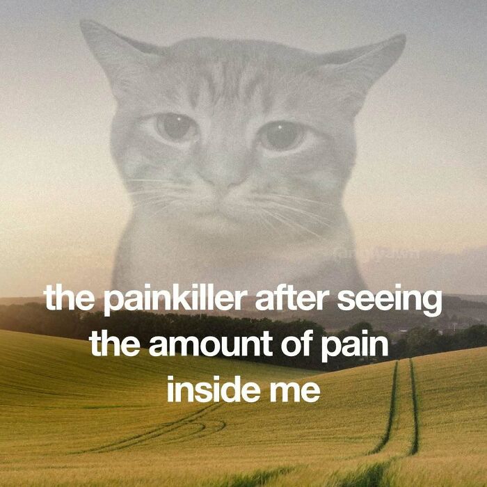 89 Relatable Cat Memes That Might Make You Say &ldquo;Honestly, Same&rdquo;