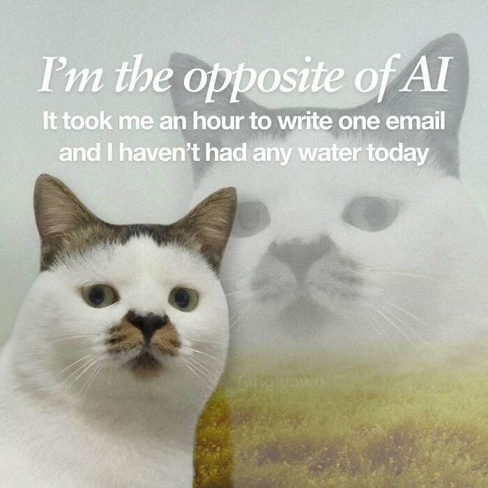 89 Relatable Cat Memes That Might Make You Say &ldquo;Honestly, Same&rdquo;
