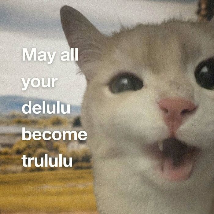 89 Relatable Cat Memes That Might Make You Say &ldquo;Honestly, Same&rdquo;