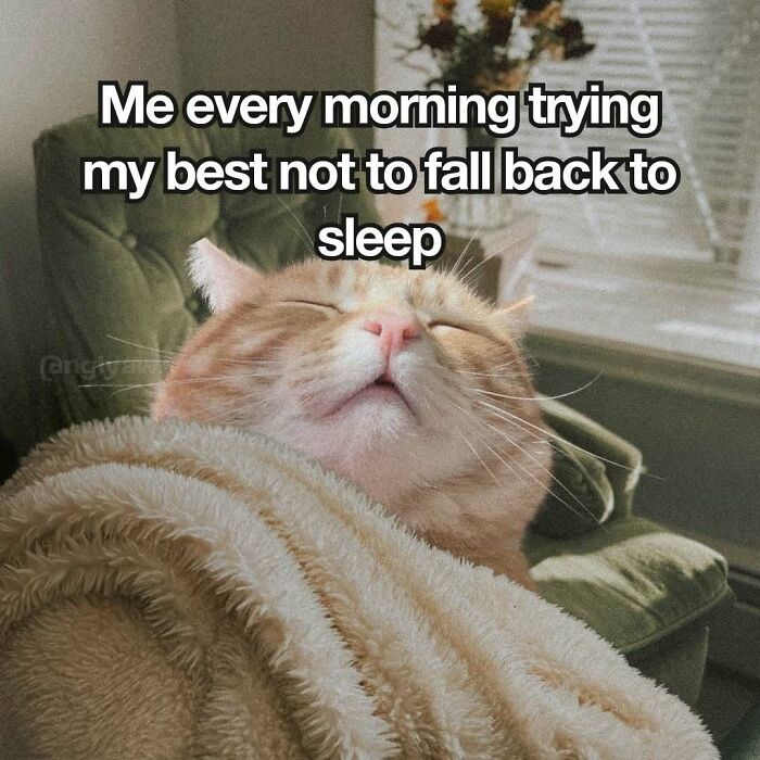 89 Relatable Cat Memes That Might Make You Say &ldquo;Honestly, Same&rdquo;