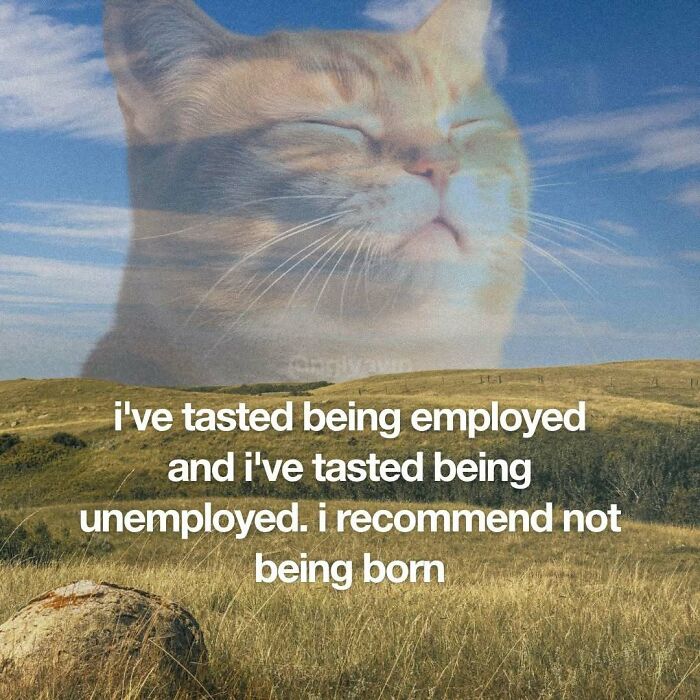 89 Relatable Cat Memes That Might Make You Say &ldquo;Honestly, Same&rdquo;