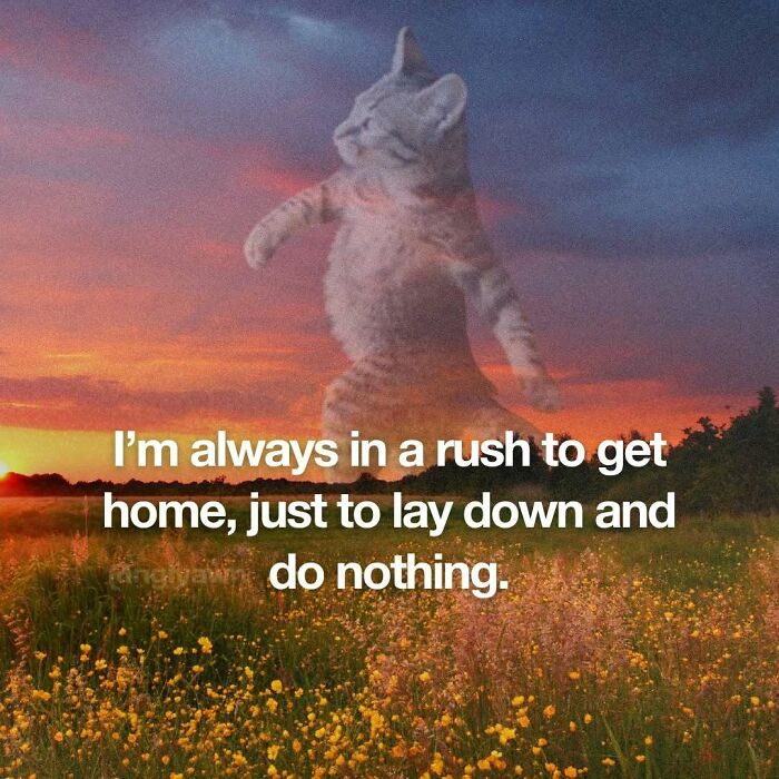 89 Relatable Cat Memes That Might Make You Say &ldquo;Honestly, Same&rdquo;