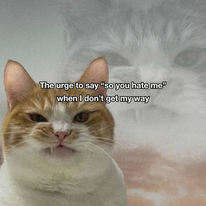 89 Relatable Cat Memes That Might Make You Say &ldquo;Honestly, Same&rdquo;