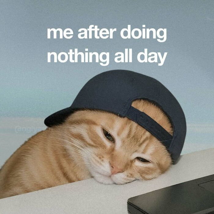 89 Relatable Cat Memes That Might Make You Say &ldquo;Honestly, Same&rdquo;