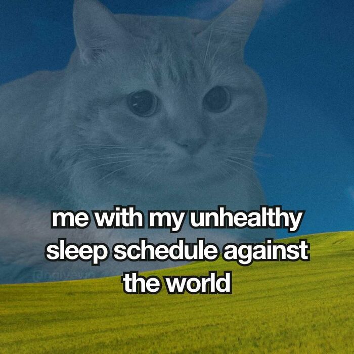 89 Relatable Cat Memes That Might Make You Say &ldquo;Honestly, Same&rdquo;