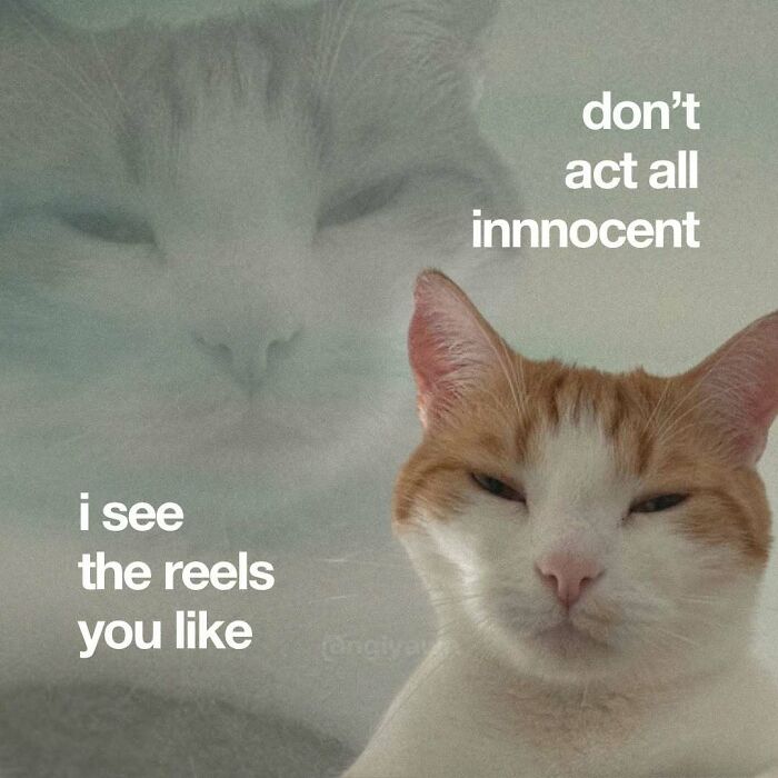 89 Relatable Cat Memes That Might Make You Say &ldquo;Honestly, Same&rdquo;