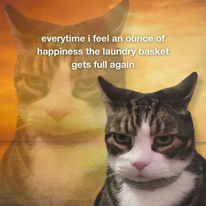 89 Relatable Cat Memes That Might Make You Say &ldquo;Honestly, Same&rdquo;