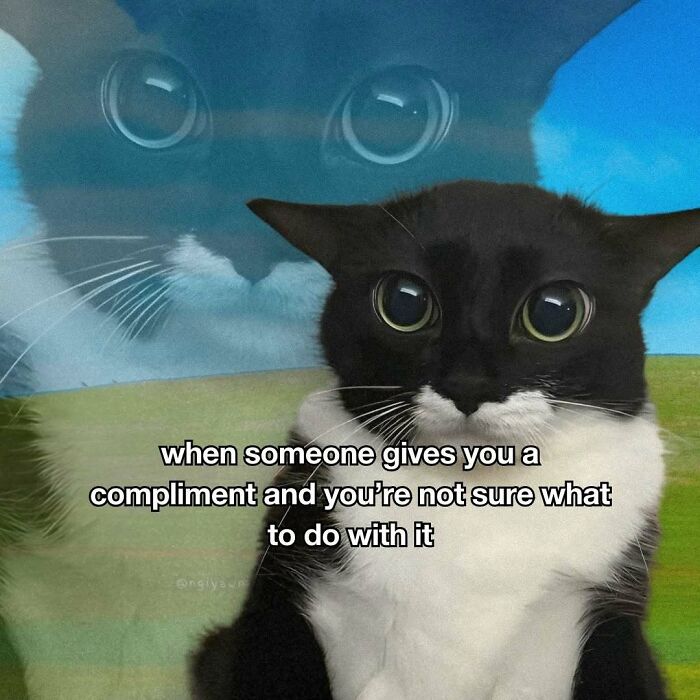 89 Relatable Cat Memes That Might Make You Say &ldquo;Honestly, Same&rdquo;