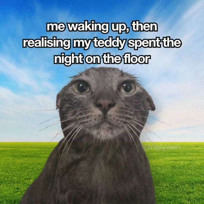 89 Relatable Cat Memes That Might Make You Say &ldquo;Honestly, Same&rdquo;