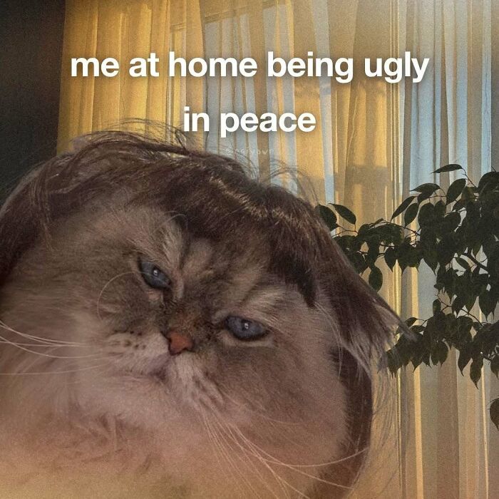 89 Relatable Cat Memes That Might Make You Say &ldquo;Honestly, Same&rdquo;