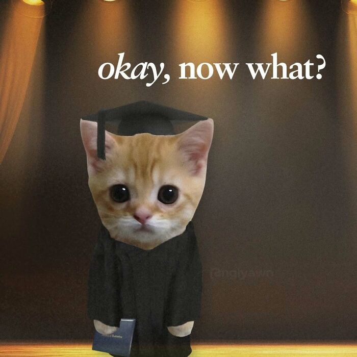89 Relatable Cat Memes That Might Make You Say &ldquo;Honestly, Same&rdquo;