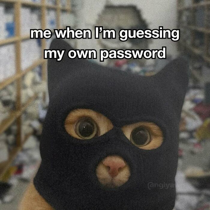89 Relatable Cat Memes That Might Make You Say &ldquo;Honestly, Same&rdquo;