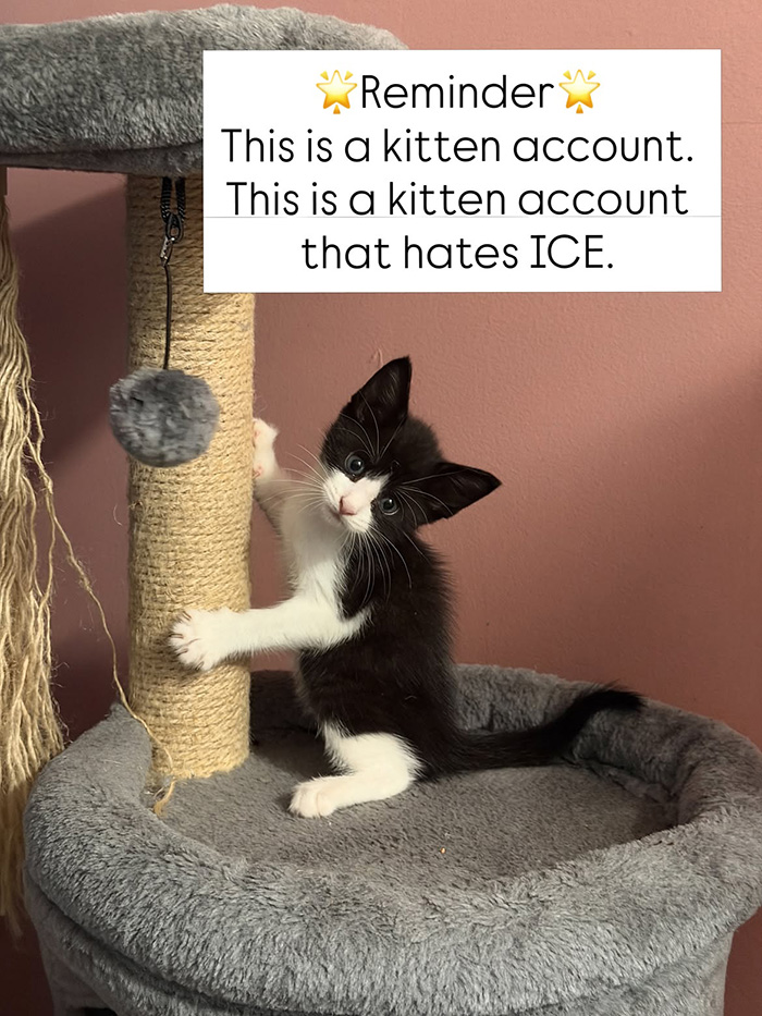 Nonprofit Under Fire After Refusing To Let Specific Group Of People Adopt Kittens: “How Did They Know?” Nonprofit Under Fire After Refusing To Let Specific Group Of People Adopt Kittens: “How Did They Know?”