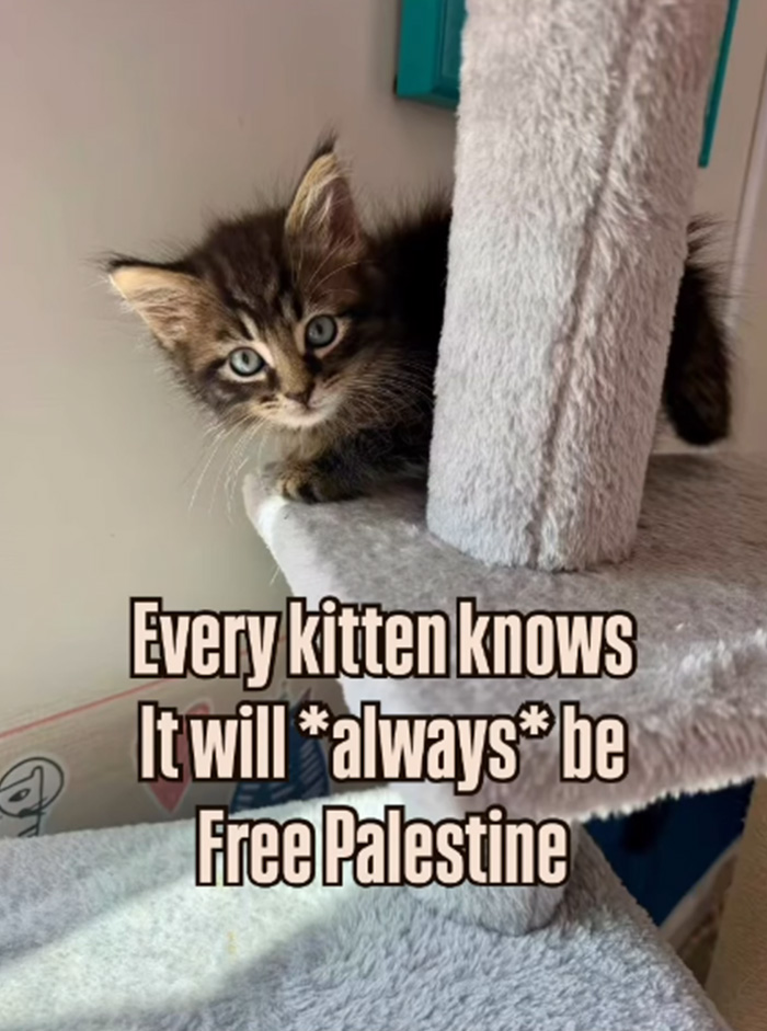 Nonprofit Under Fire After Refusing To Let Specific Group Of People Adopt Kittens: “How Did They Know?” Nonprofit Under Fire After Refusing To Let Specific Group Of People Adopt Kittens: “How Did They Know?”