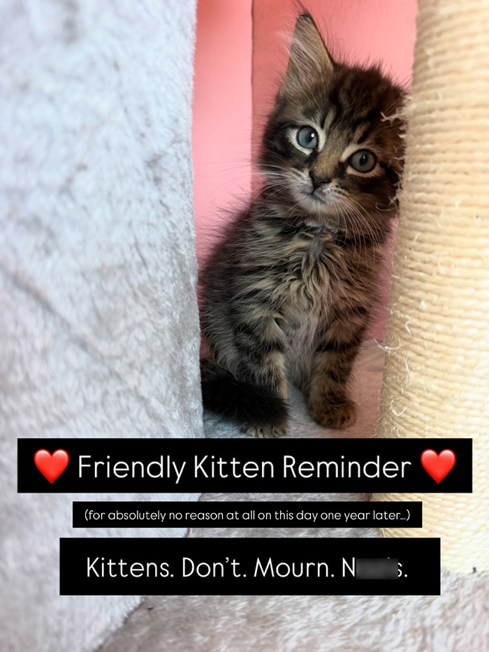 Nonprofit Under Fire After Refusing To Let Specific Group Of People Adopt Kittens: “How Did They Know?” Nonprofit Under Fire After Refusing To Let Specific Group Of People Adopt Kittens: “How Did They Know?”
