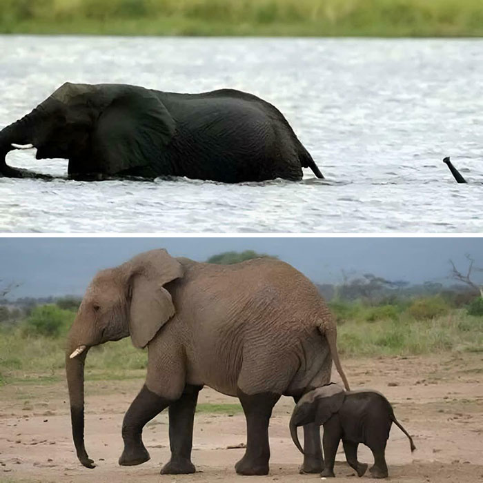 87 Photos That Are So Wholesome They Might Leave You Feeling Warm And Fuzzy (New Pics)