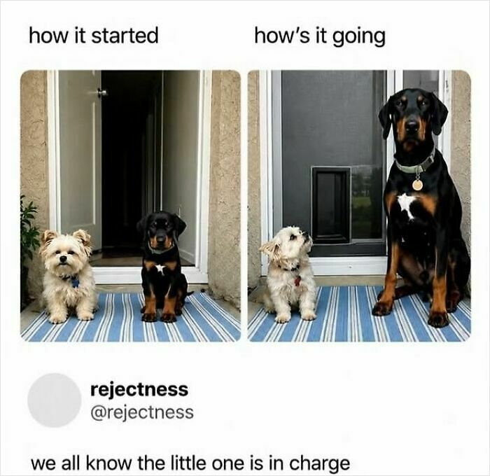 90 Funny And Random Memes To Make You Laugh Before The World Gets A Chance To Ruin It