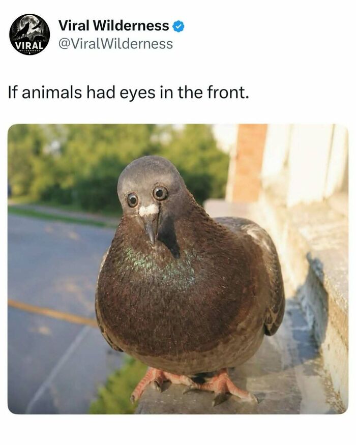 86 Posts About Nature, Wilderness And Animals To Make Your Day Better Or Teach You Something New