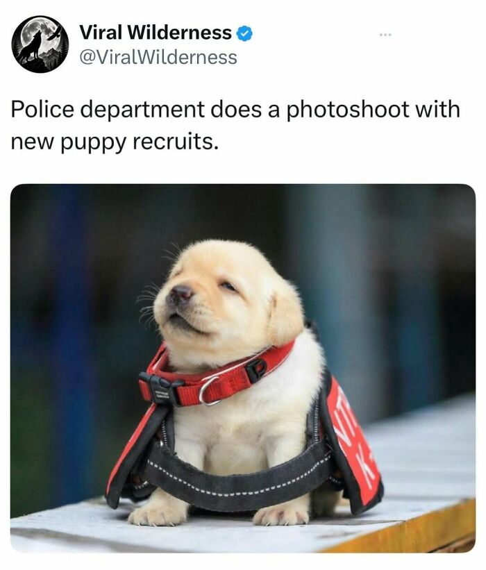 86 Posts About Nature, Wilderness And Animals To Make Your Day Better Or Teach You Something New