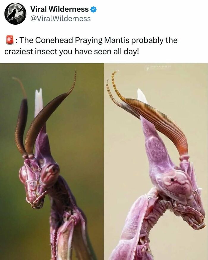 86 Posts About Nature, Wilderness And Animals To Make Your Day Better Or Teach You Something New