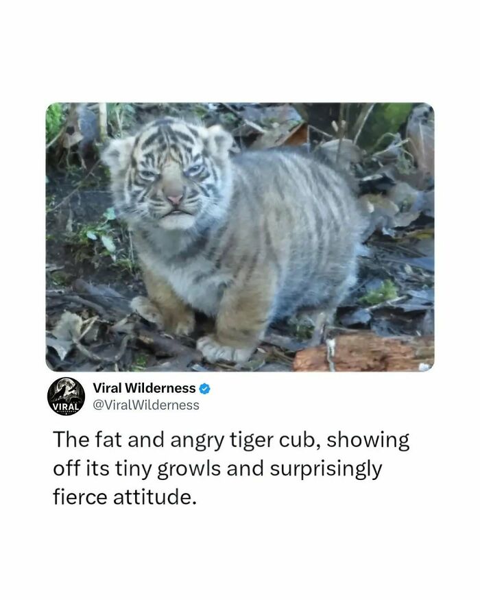 86 Posts About Nature, Wilderness And Animals To Make Your Day Better Or Teach You Something New