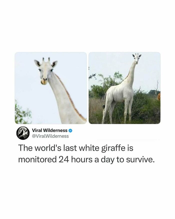 86 Posts About Nature, Wilderness And Animals To Make Your Day Better Or Teach You Something New