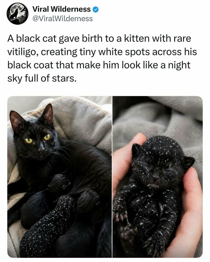 86 Posts About Nature, Wilderness And Animals To Make Your Day Better Or Teach You Something New