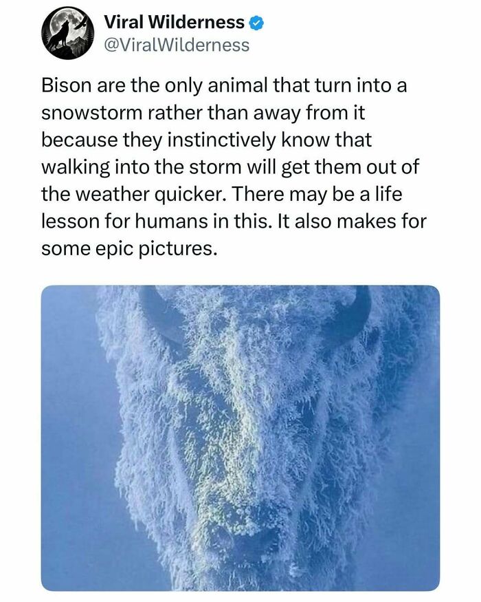86 Posts About Nature, Wilderness And Animals To Make Your Day Better Or Teach You Something New