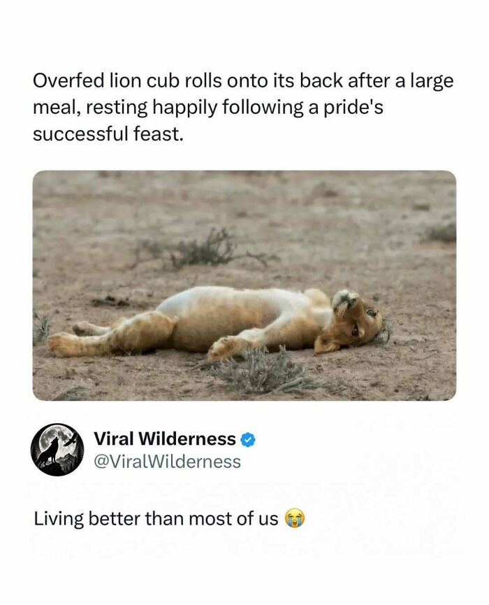 86 Posts About Nature, Wilderness And Animals To Make Your Day Better Or Teach You Something New